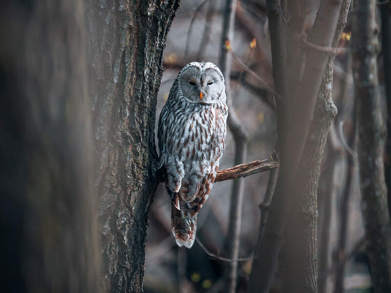Туры с birdstour