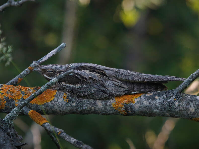 birdstour туры по Чувашии