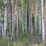 Фото с бердвочинг тура