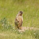 Фото с бердвочинг тура
