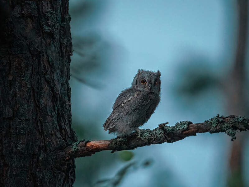 birdstour туры по Чувашии